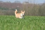 CORGI PEMBROKE 1304